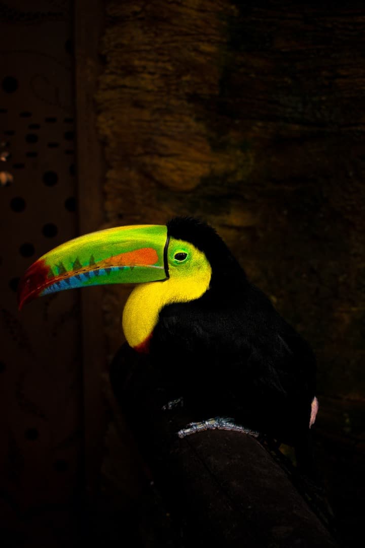 Fotografía de un tucán sobre fondo oscuro
