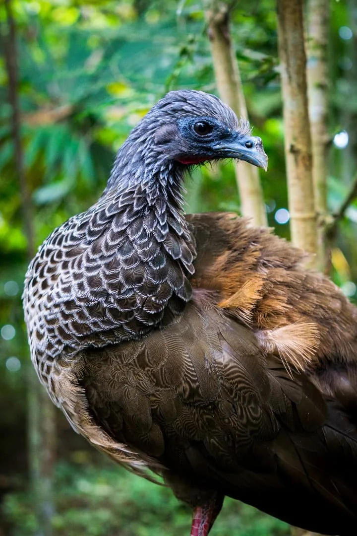 Fotografía de naturaleza para el caso Zinya